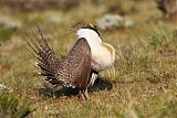 Greater Sage-Grouse